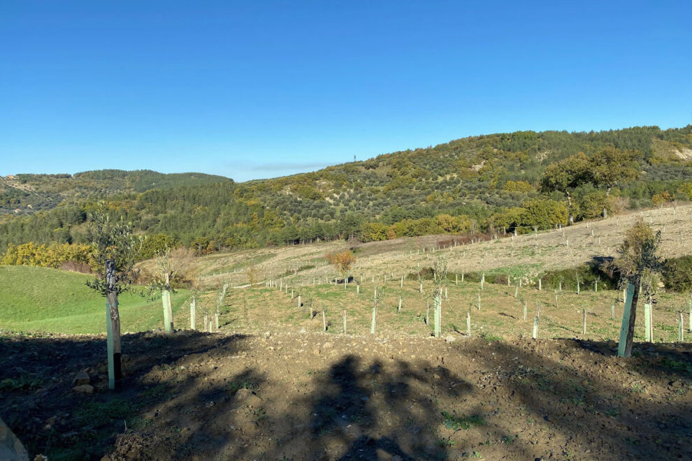 nuovo-impianto-olivi-seggiano